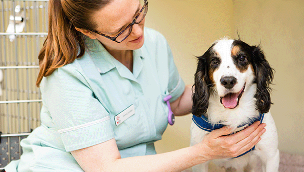 nurse with dog